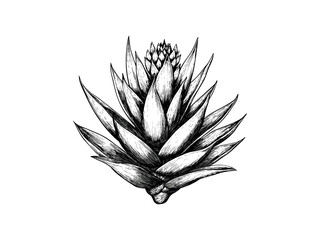 Vintage Aloe Vera Botanical Engraving, hand-drawn flora illustration, aloe bloom art print, classic black sketch, trendy home wall decor, nature inspired vintage artwork