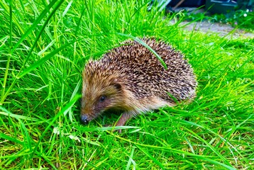hedgehog in the grass