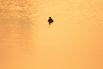 A silhouette of a small duck floating on a calm water. The bird is dark against the lighter, reflecting on water.