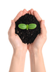 Hands Hold Seedling, Soil, Transparent Background