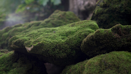 Green moss on the rocks under the waterfall at the beautiful natural mountain.