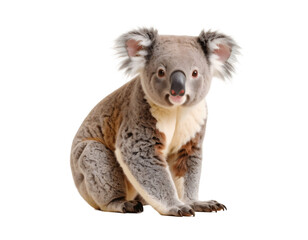 Obraz premium Adorable Koala with Transparent Background