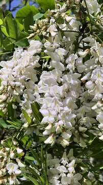 White blossomed acacia flowers in closeup and bees