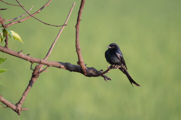 A beautiful black drongo perched on neem branch tree with lush green blurred background.