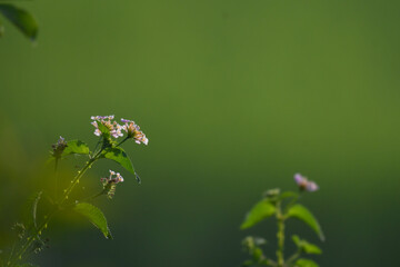 A vibrant scene featuring a spring of the Lantana camara plant in bloom. The background is lush green with well blurred.