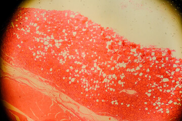 Human larynx under microscope showing vocal cords and cartilage l
