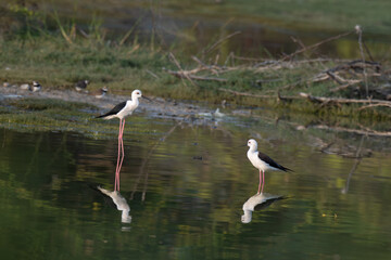 Two graceful black winged stilt wading bird with long , slender, pink legs stands delicately in shallow water with beautiful reflection
