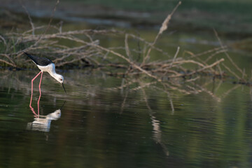 a graceful black winged stilt wading bird with long , slender, pink legs stands delicately in shallow water with beautiful reflection