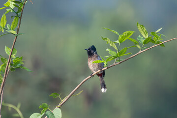 A beautiful Red vented bulbul perched gracefully on a slender branch against a soft, green blurred background.