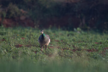 A vibrant, colorful Indian peacock perched on a ground with showcasing its feathers and the background is lush green with blurred.