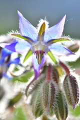 Borage, spice and medicine with flower