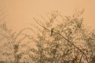 A vibrant green parakeet perched on a thin, bare branch against a soft, out of focus natural...