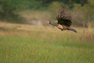 A stunning capture of a peacock in full flight, showcasing its vivid blue green plumage and striking brown wings against a blurred green meadow background.
