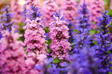 Obraz premium Cluster of pink and purple flowers blooming in a spring garden