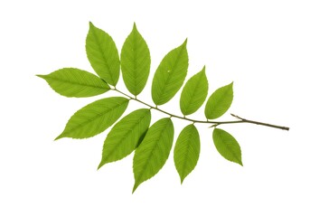 Fototapeta premium Isolated branch with green leaves on a white background