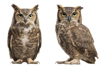 Two great horned owls standing side by side