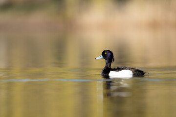 Male tufted duck on wather (Aythya fuligula)