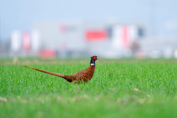 pheasant in the field (Phasianus colchicus)