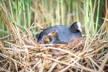 Coot with baby in nest (Fulica atra)