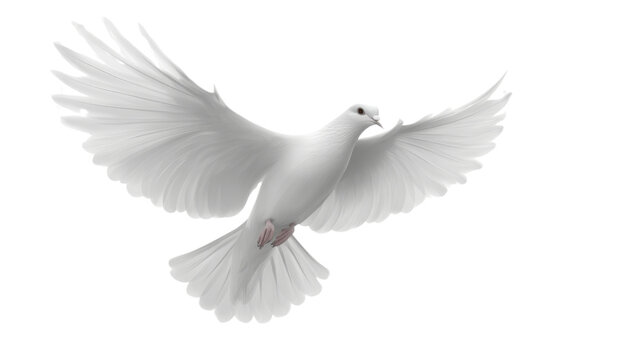 white pegion flying isolated on white background 