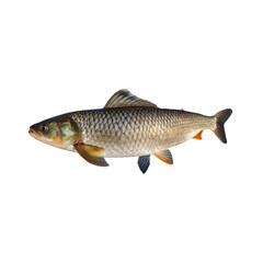 Elegant freshwater chub fish displaying intricate scale patterns and coloration