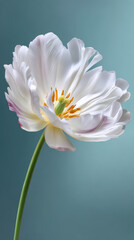 Fototapeta premium A pristine white tulip with delicate petals and a vibrant yellow center gracefully curves on a slender green stem against a smooth, calming blue background.