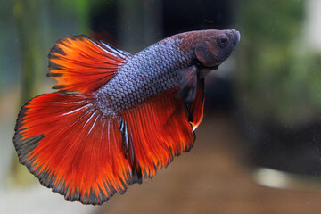 色鮮やかな熱帯魚　ベタ　高画質