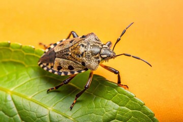 Brown Marmorated Stink Bug on Leaf, Southern Michigan Garden, September