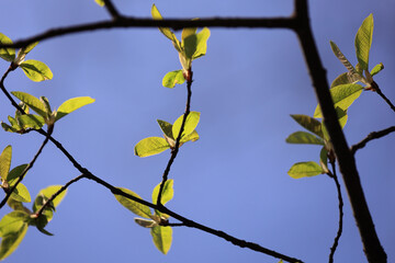 Tender Young Green Leaves On Thin Tree Branches Reaching Towards A Clear Deep Blue Sky, Beautifully Backlit By Sunlight. Spring Awakening And New Life Concept.