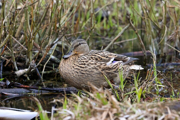 A Female Mallard Duck (Anas Platyrhynchos) Resting Calmly At The Water's Edge Amongst Green And Dry Reeds And Grasses. Camouflaged Waterfowl Wildlife Scene.