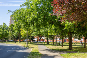 Obraz premium Urban street lined with trees and buildings