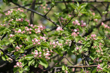 Abundant Pink Flower Buds Covering Apple Tree Branches With Emerging Green Leaves. Close-Up View Of...