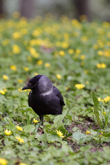 A Western Jackdaw (Corvus Monedula) Stands Alert Among Numerous Small Yellow Wildflowers (Lesser Celandine) In A Green Spring Meadow. Urban Corvid Bird Watching.