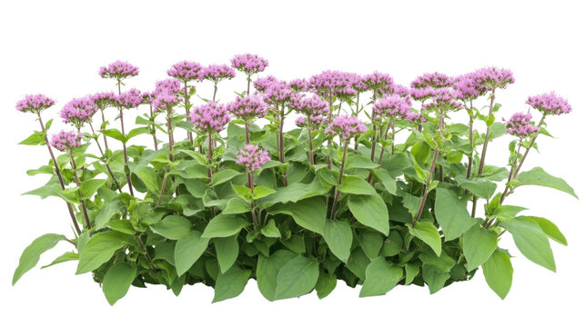 eupatorium purpureum plants on white background