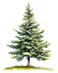 Fototapeta premium PNG Fraser fir tree illustration watercolor evergreen.