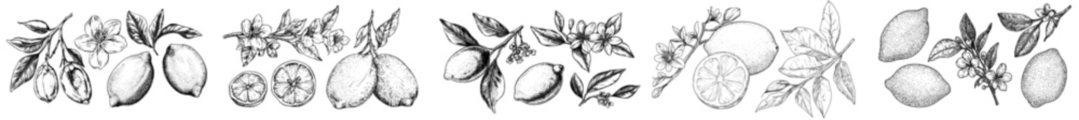 A hand-drawn image of a lemon, accompanied by vintage illustrations of lime, orange, and lemon fruits, blossoms, and branches, suitable for a juice label, featuring modern black ink outlines and