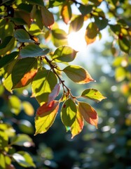 Obraz premium gentle light rays passing through translucent multicolored leaves, glimmering softly