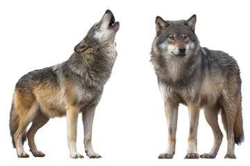Two wolves, one howling and one standing forward