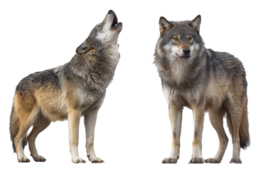 Two wolves, one howling and one standing forward