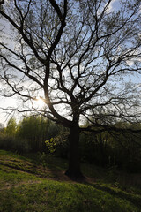 Silhouette Of A Large Majestic Oak Tree With Spreading Branches On A Grassy Hill, Backlit By The Setting Sun Creating A Starburst Flare. Golden Hour Light.