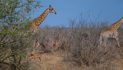 Afrikanische Tiere Giraffe im Busch vom Krüger National Park - Kruger Nationalpark Südafrika