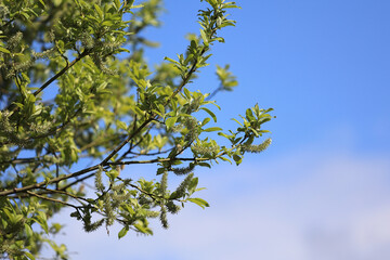 Branches Of A Willow Tree (Salix) With Fresh Green Leaves And Fluffy Catkins Blooming In Spring Against A Bright Blue Sky With Wispy Clouds. Seasonal Change.