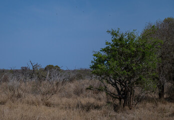 Busch im Krüger National Park - Kruger Nationalpark