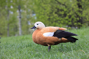 An Orange Ruddy Shelduck (Tadorna Ferruginea) Stands On A Lush Green Grassy Slope With A Blurred Forest Background. Elegant Waterfowl In A Park Setting.