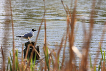 A Black-Headed Gull (Chroicocephalus Ridibundus) With Dark Head Plumage Resting On A Weathered Wooden Post Surrounded By Water And Out-Of-Focus Reeds. Waterscape View.
