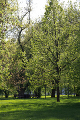 Obraz premium Bright Spring Sunlight Illuminates Fresh Green Leaves On Trees And Grass In A Tranquil Public Park. Peaceful Scene With Benches In The Distance. Natural Background.