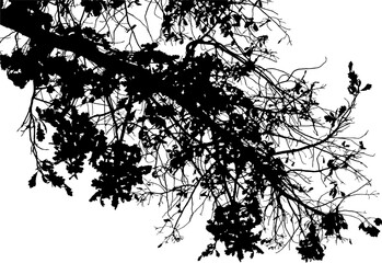 Vector illustration of natural oak branch