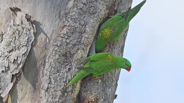 Scaly breasted lorikeet bird, Trichoglossus chlorolepidotus, Australian native parrot, wild on tree