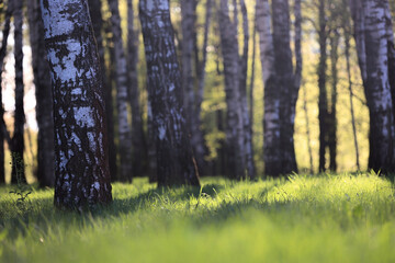 Obraz premium Peaceful Birch Grove In Spring Or Summer. Sunlight Filters Through The Trees, Illuminating The Fresh Green Grass In The Foreground. Textured White Trunks. Tranquil Forest Scene.