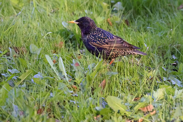 Common Starling (Sturnus Vulgaris) With Iridescent Black Plumage Speckled With White, Standing Alert On A Lush Green Grass Lawn. Urban Bird Wildlife.